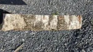 Écorce bûche de bouleau avec gerçures en plaques