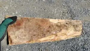 Écorce lisse bûche d'érable