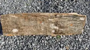 Écorce de frêne mature