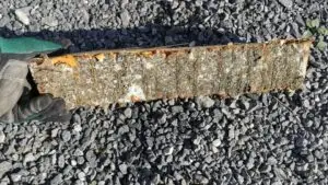 Écorce bûche de merisier