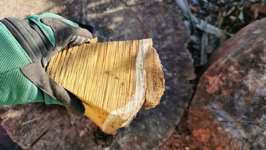 Trait blanc sur l'aubier de l'acacia