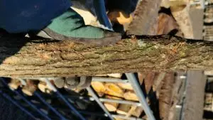 Charbonnette de saule