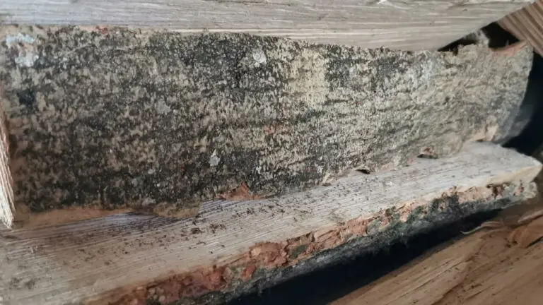 Jonge essenbast met stippellijnen